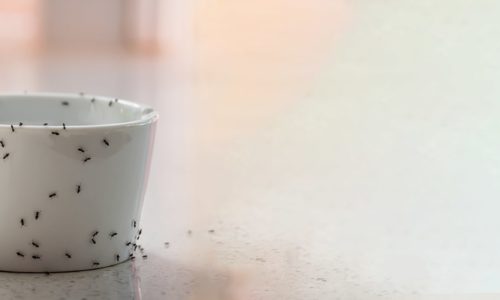 Get Rid of Ants Blog