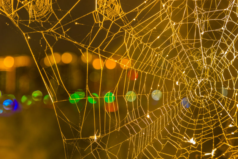 Keep Pests Out This Holiday Season Blog