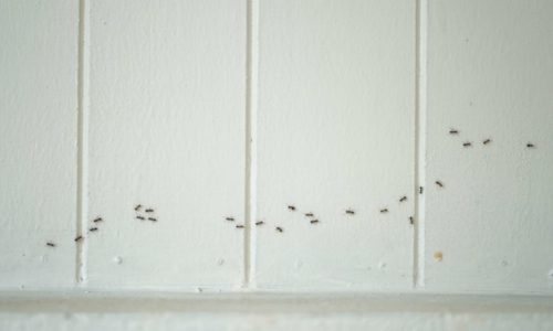 Control Ants Around Your Home
