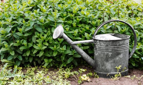 Watered Plants
