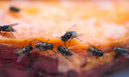 Eliminate Flies This Holiday Season Blog