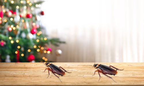 Cockroach Free Festive Season Blog