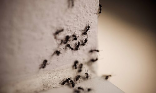 Ant Populations