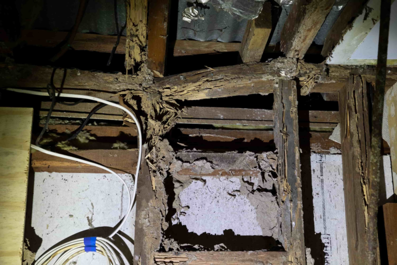 Termite Damage Sydney 6