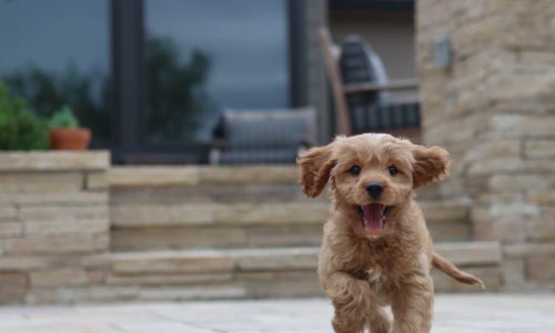 Running Puppy