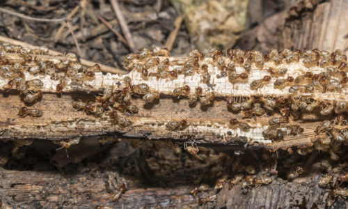 Group of Termites Eating Wood