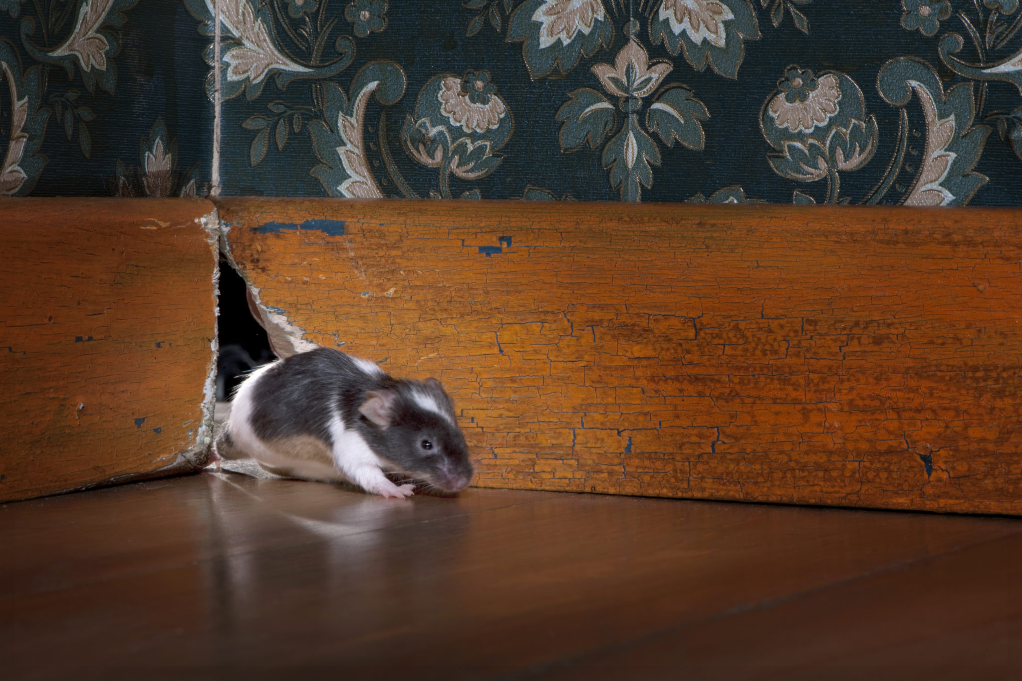 Rats Are Common Pests in Commission Homes