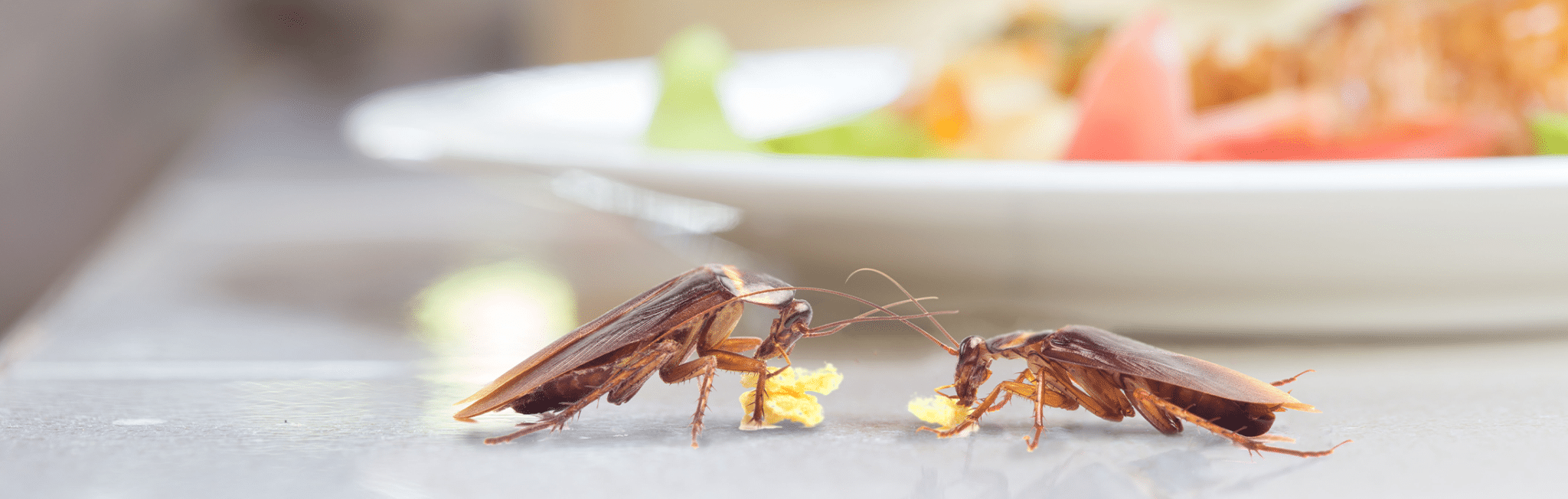 Watch Out for Flying Cockroaches This Summer