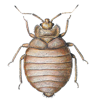 Bed Bug Treatment & Signs of Infestation