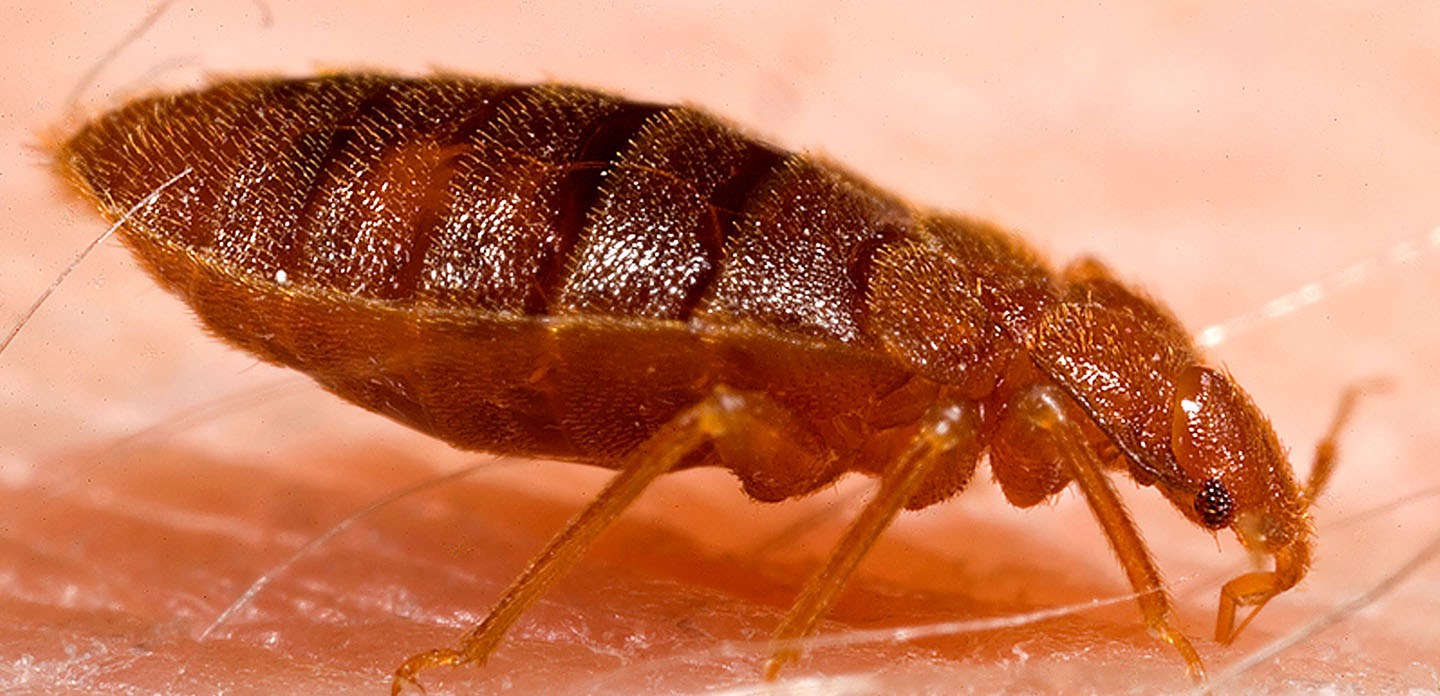 Signs you have a bed bug infestation and tips to get rid of them