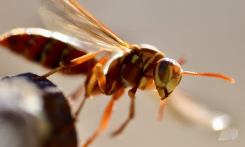 European Wasp