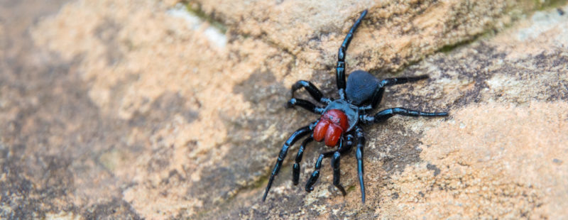 Dangerous Spider