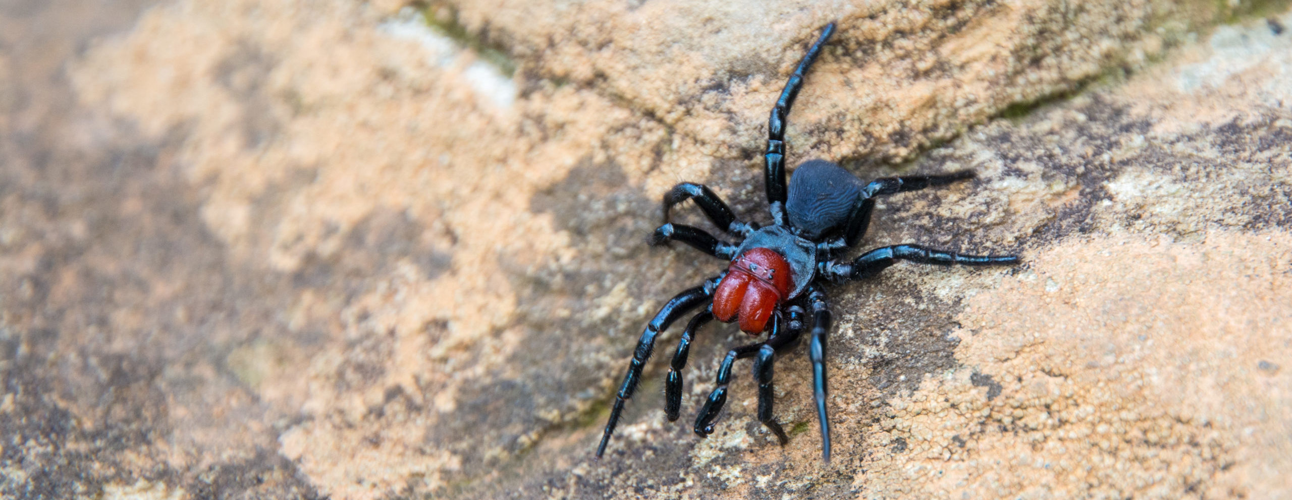 The 5 Most Dangerous Spiders Of Australia Flick Pest Control