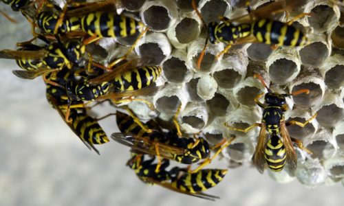 How to remove a wasp from your home