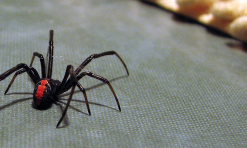 Dangerous Spider