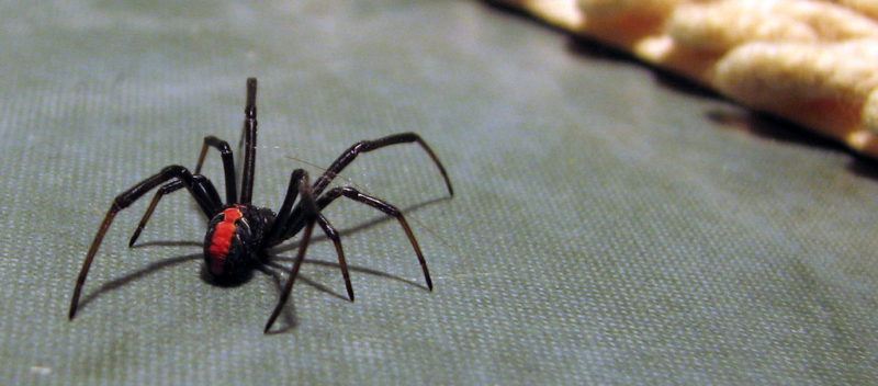 Dangerous Spider
