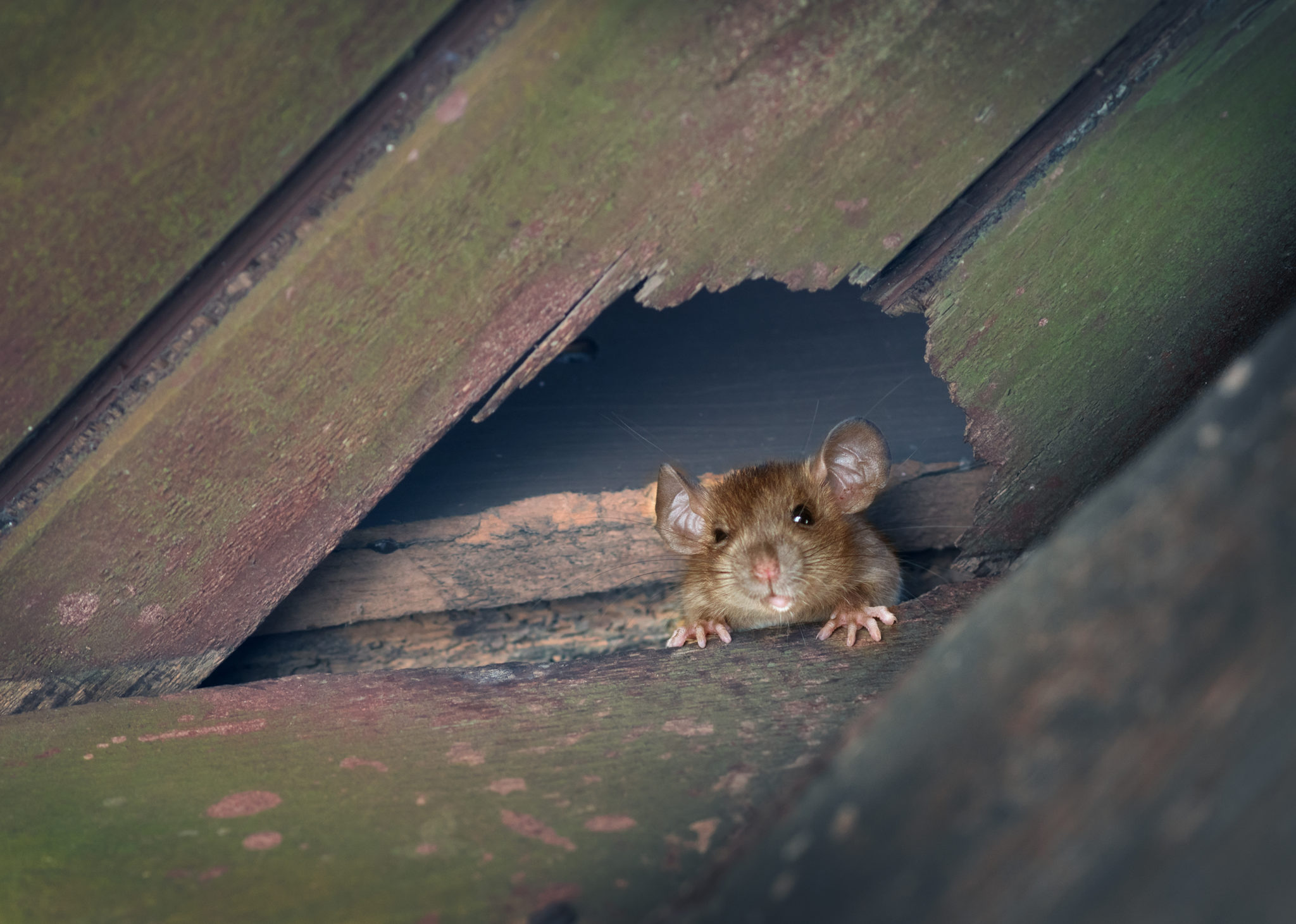 Rodent in roof in Adelaide