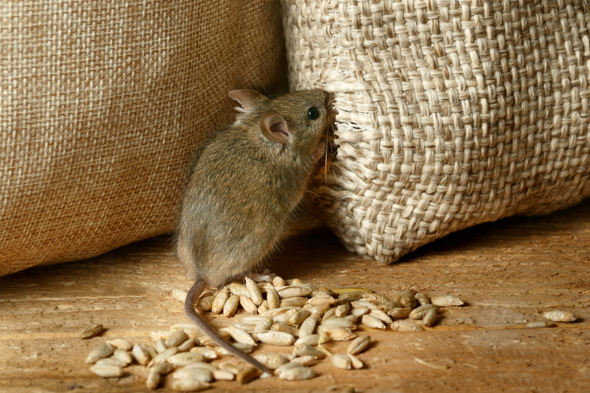 Rodent damage to business in Adelaide