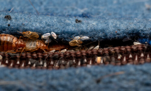 bed bugs in wool