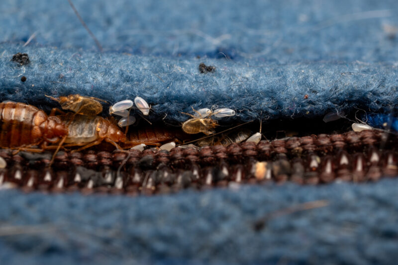 bed bugs in wool