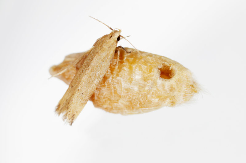 Angoumois Grain Moth Pest Control
