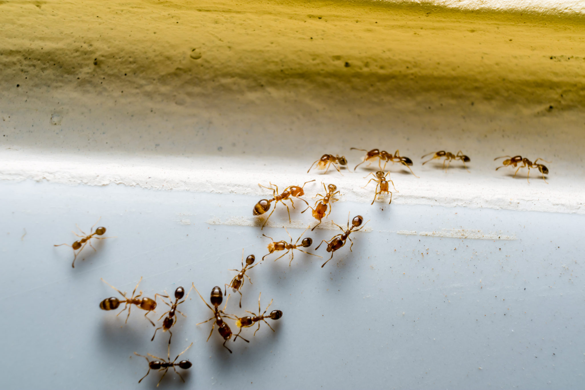 Ants infestation in Canberra home