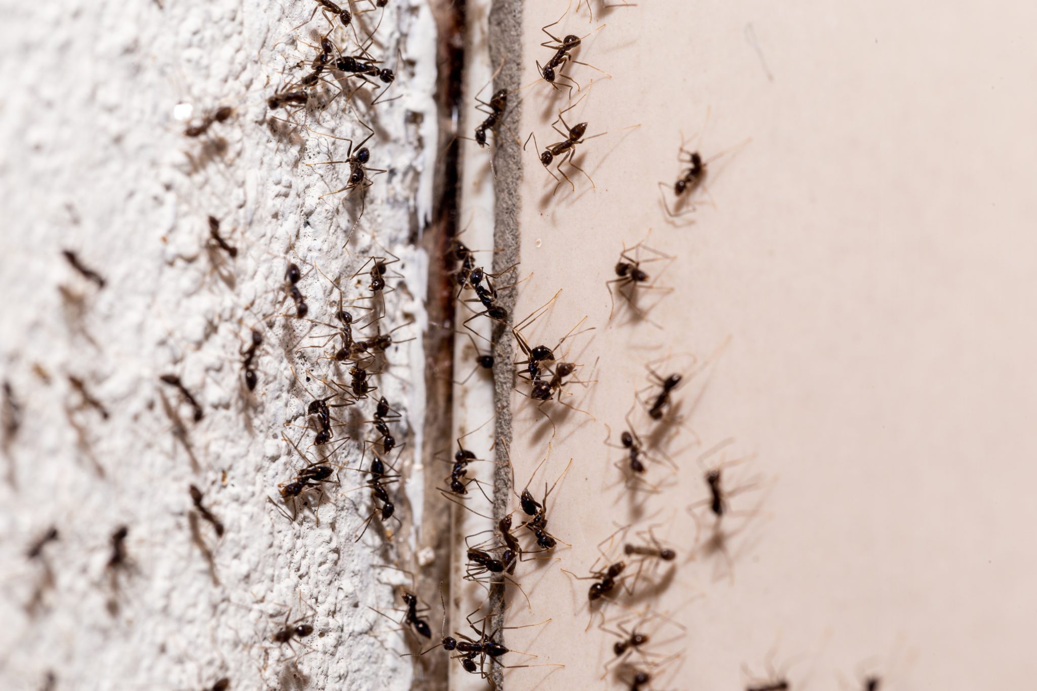 Ants infestation in Dubbo home