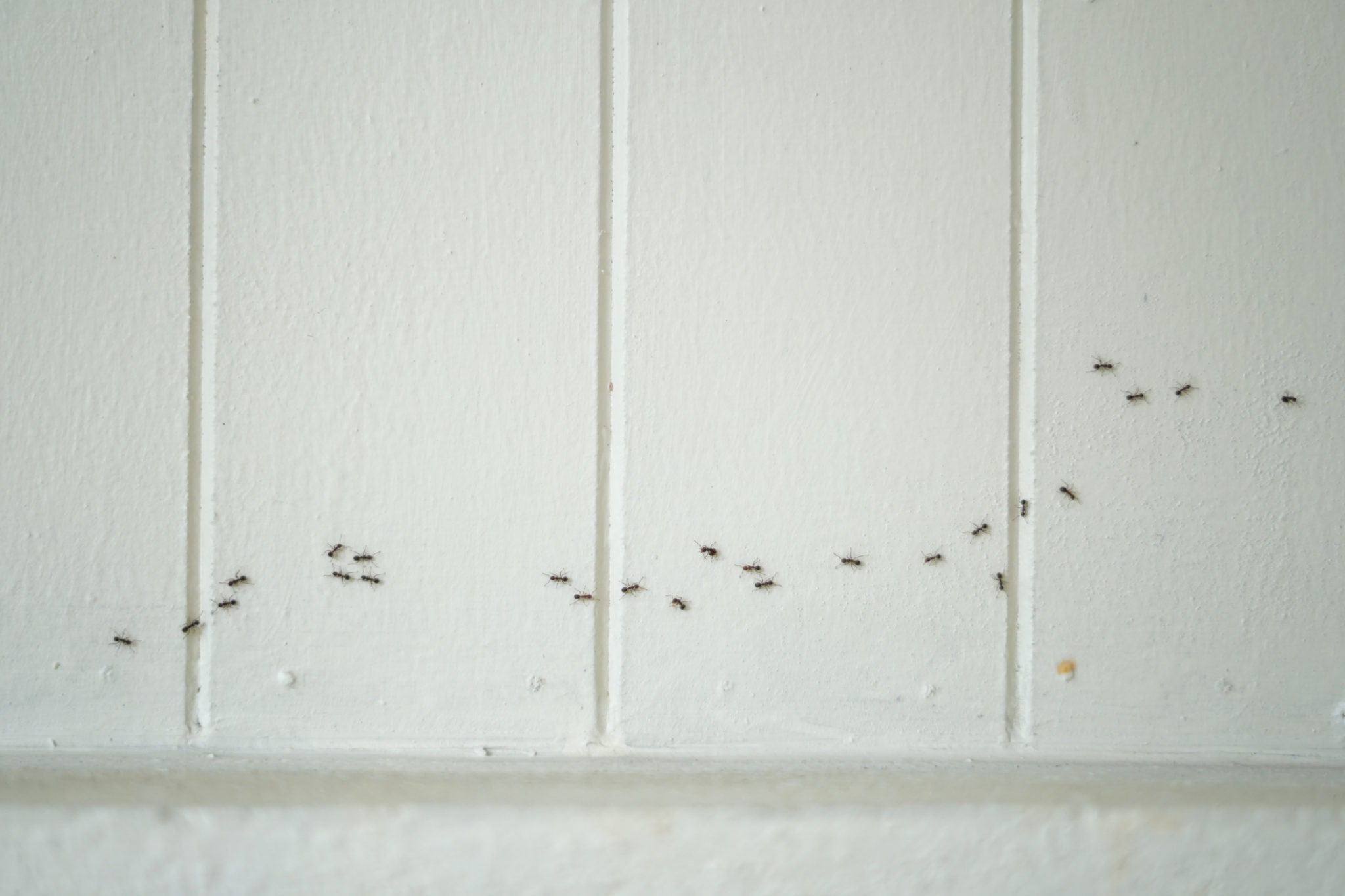 Ants infestation in Melbourne home