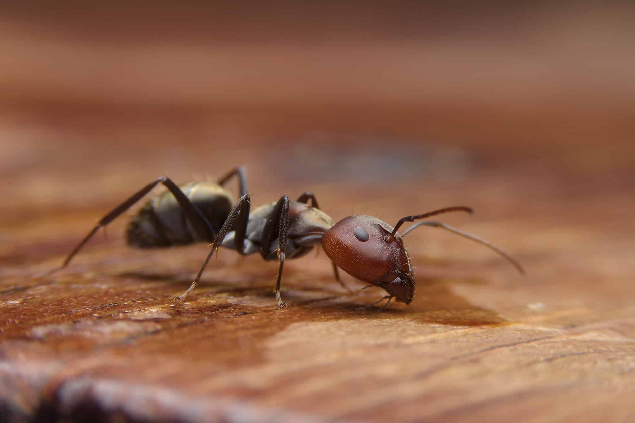 Ant on wood floor in Perth home