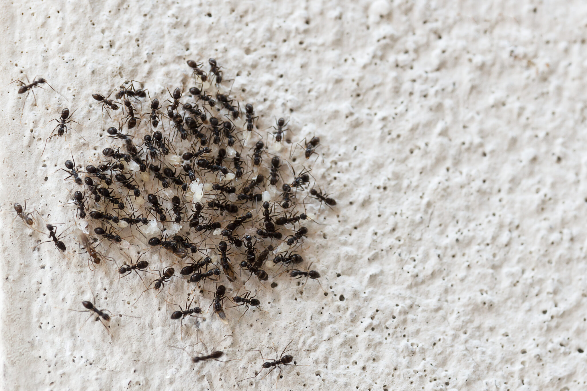 ant infestation on a wall of a Townsville home