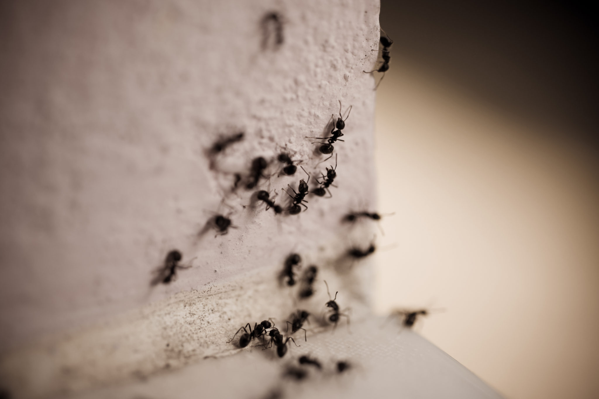 Ants infestation in Cairns home