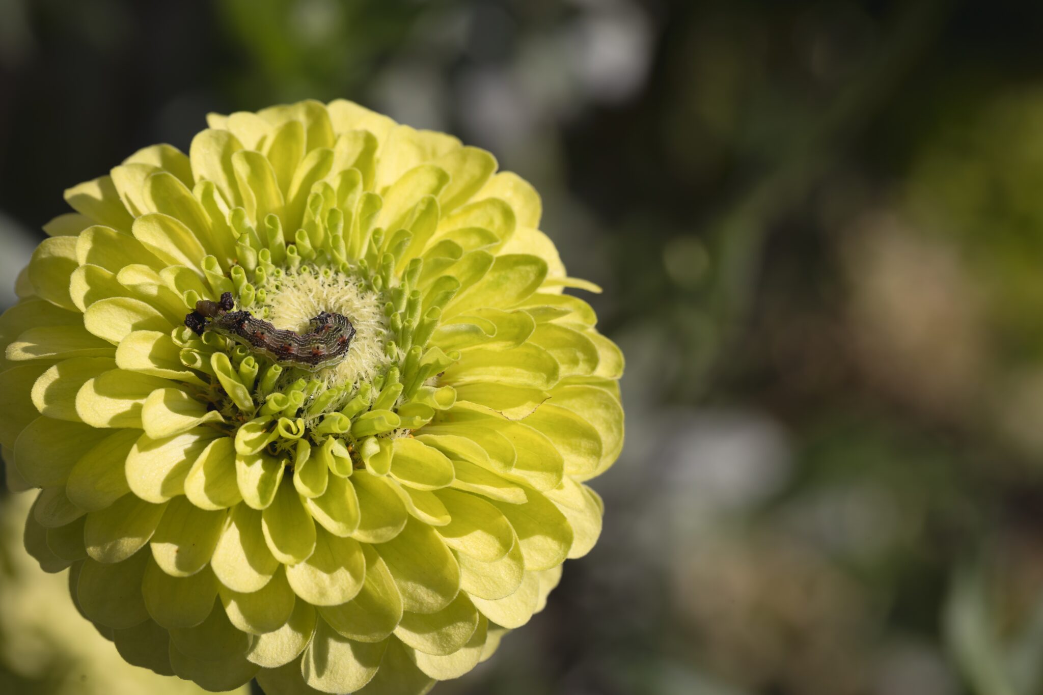 Armyworm Treatment & Pest Control - Flick Pest Control