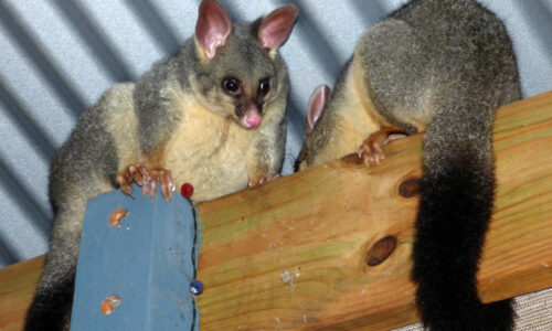 Australian brush tail possum on the roof