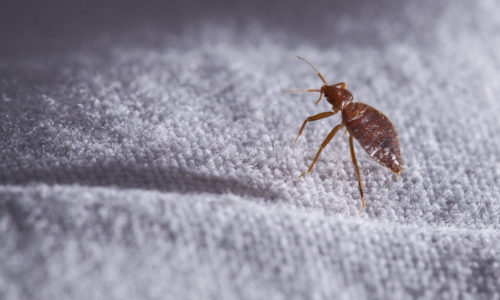 How Is Pest Control Used for Bed Bugs Treatment