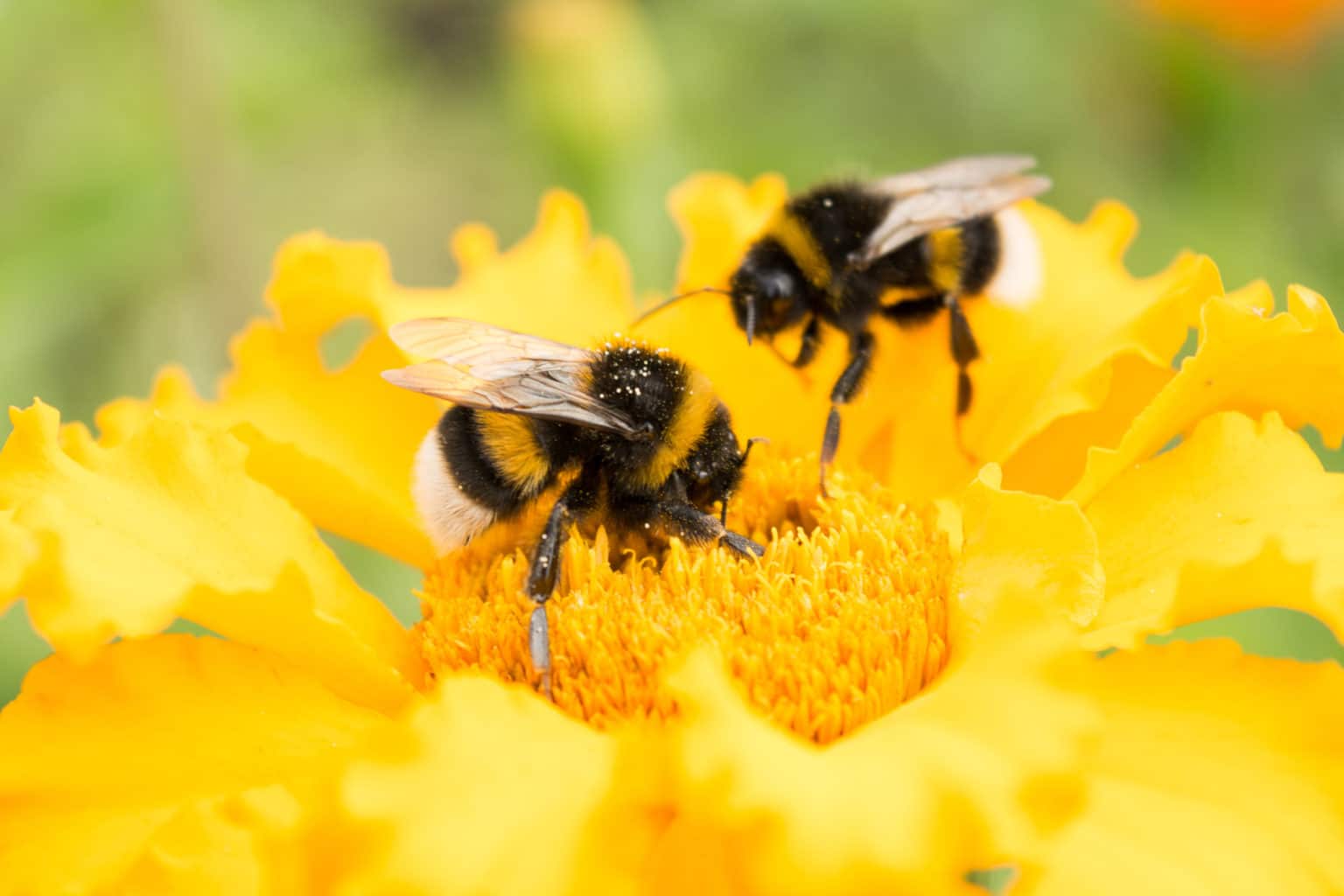 Bee-main-image-1536x1024