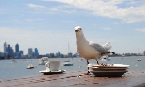 Bird Control Solutions