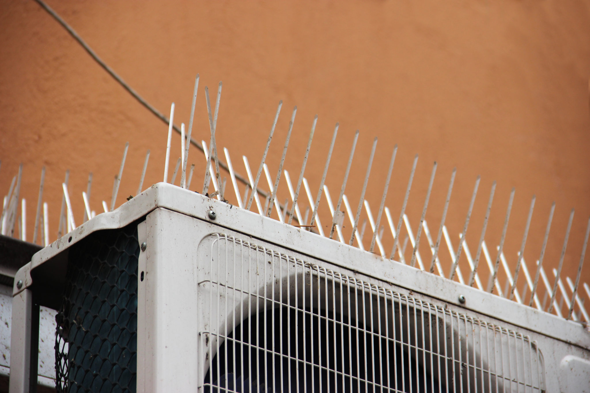 Bird Control in Cairns