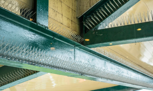 Bird control solutions in Melbourne