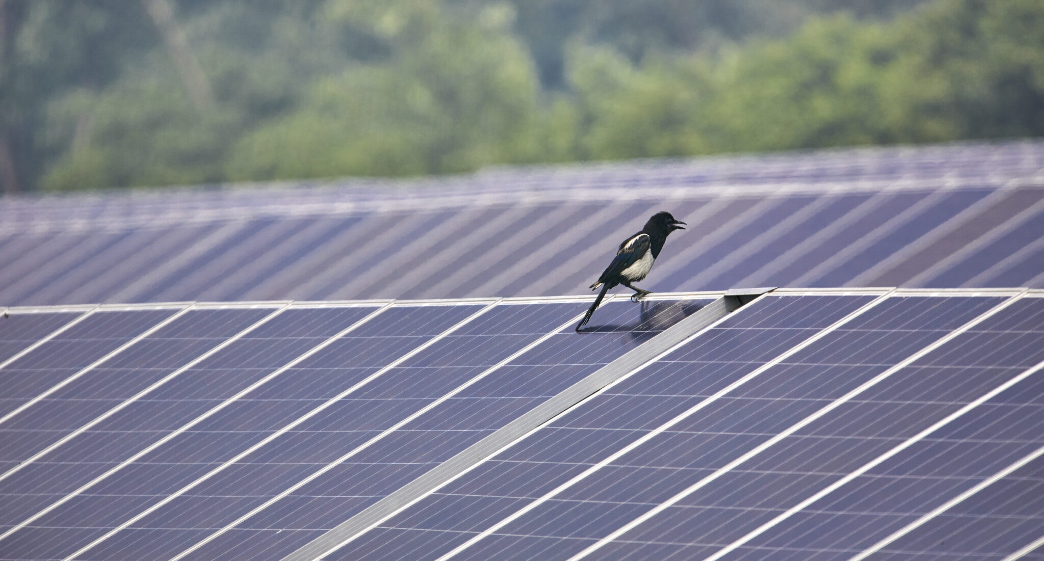 Bird sitting on solar panels in Sydney business