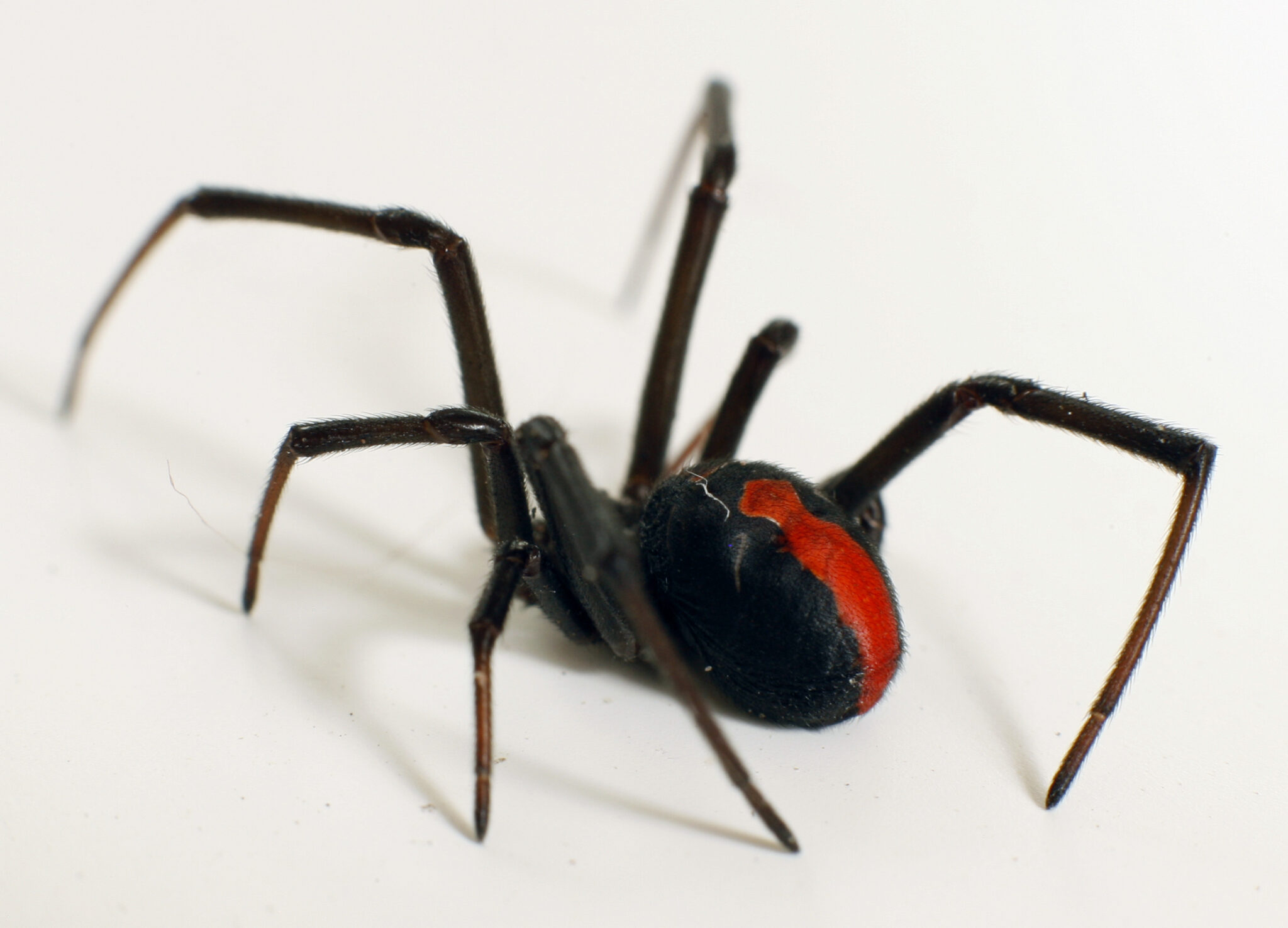 redback spider crawling on a Sydney floor