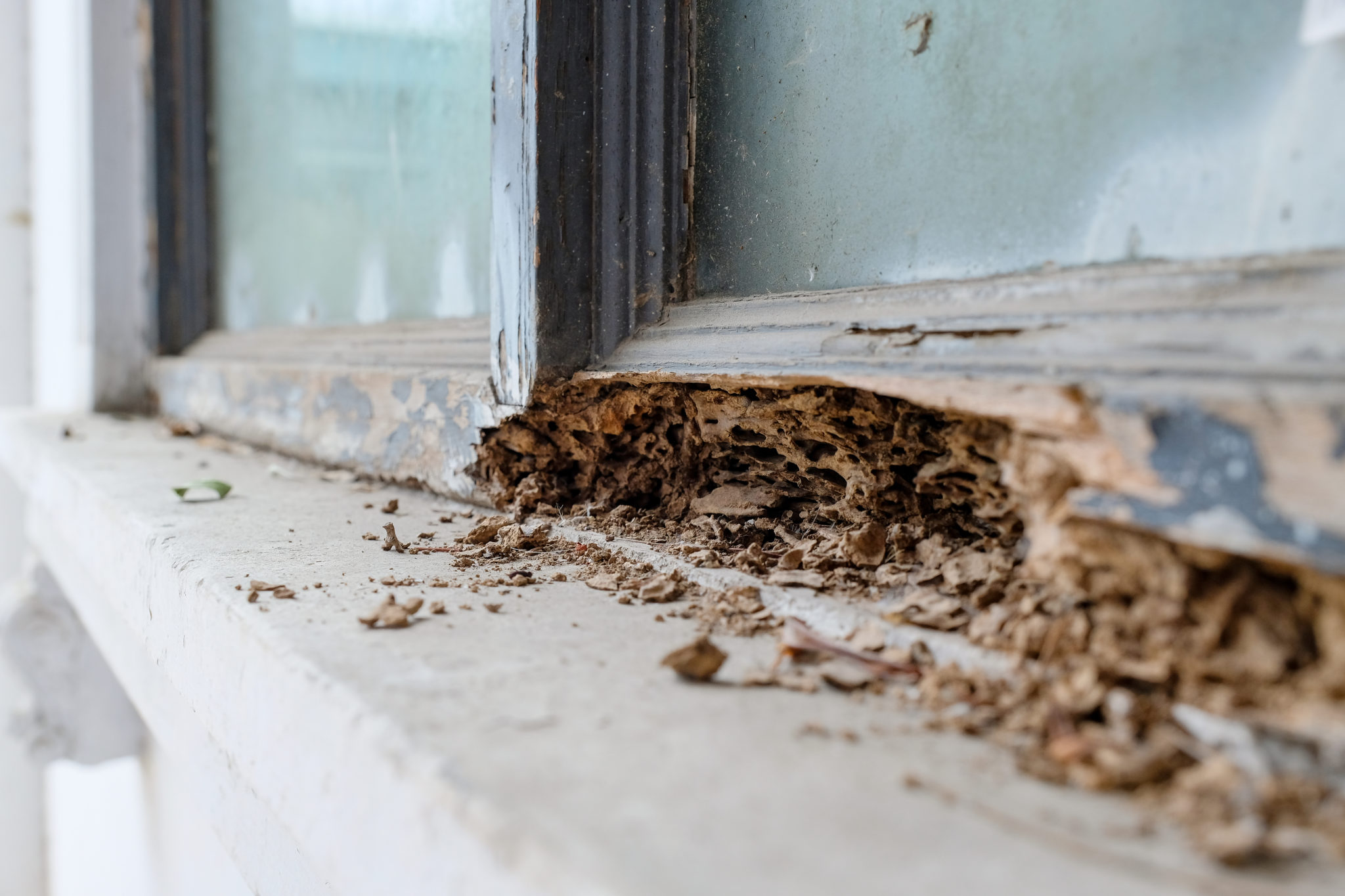 Blacktown Termite damage to home