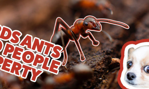 Hazardous Ants Banner