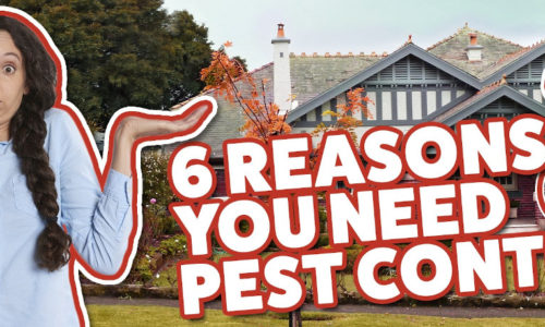 Why You Need Pest Control Banner