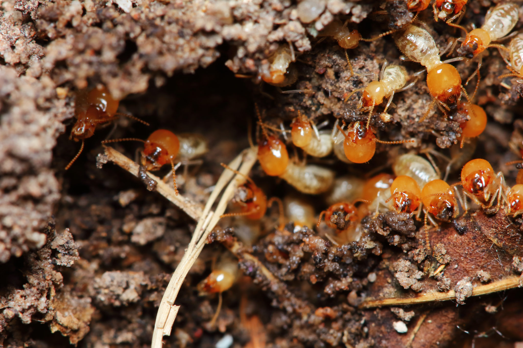 Termite pest control in Box Hill