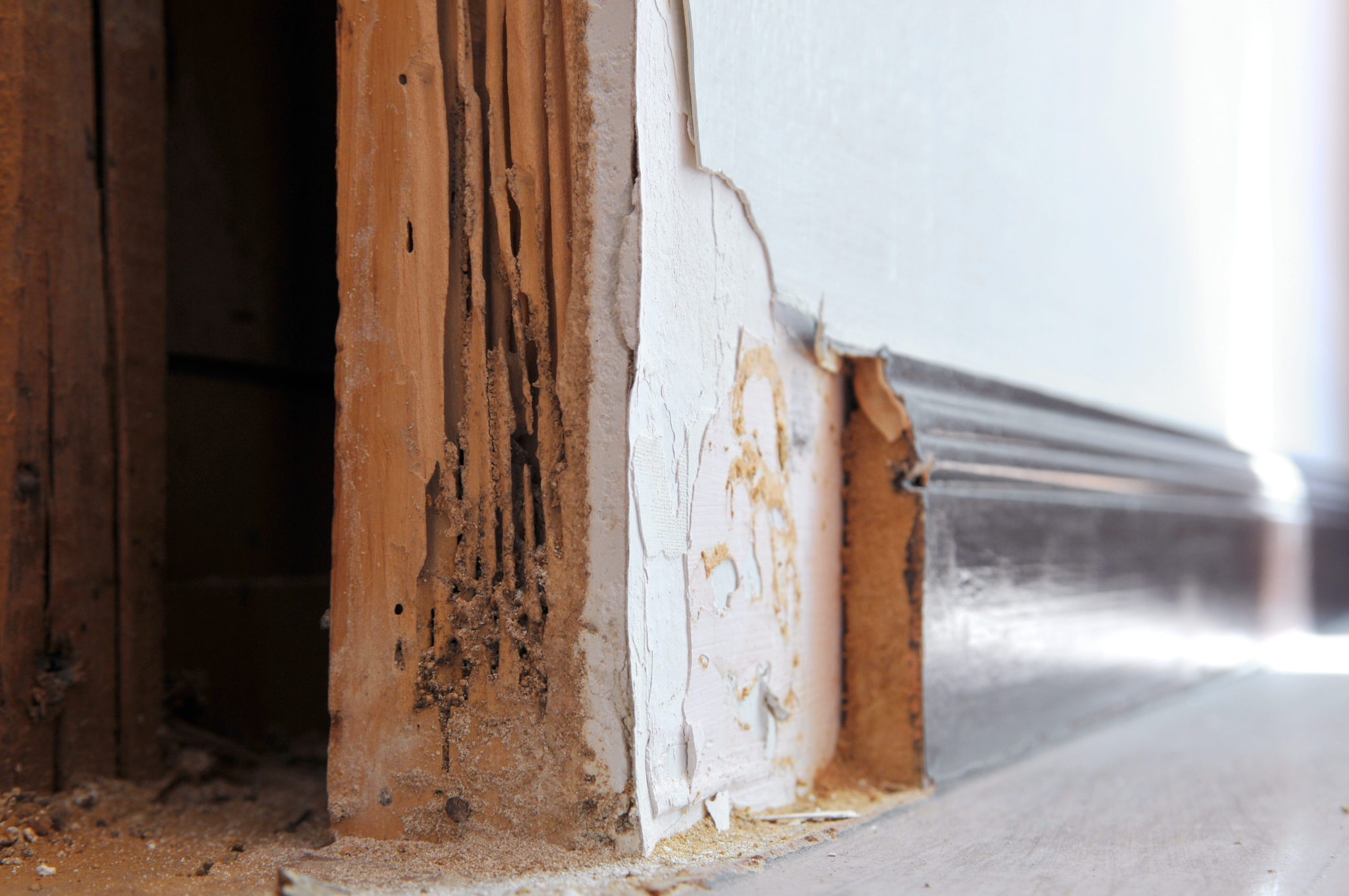 Box Hill - termite damage to skirting board in home