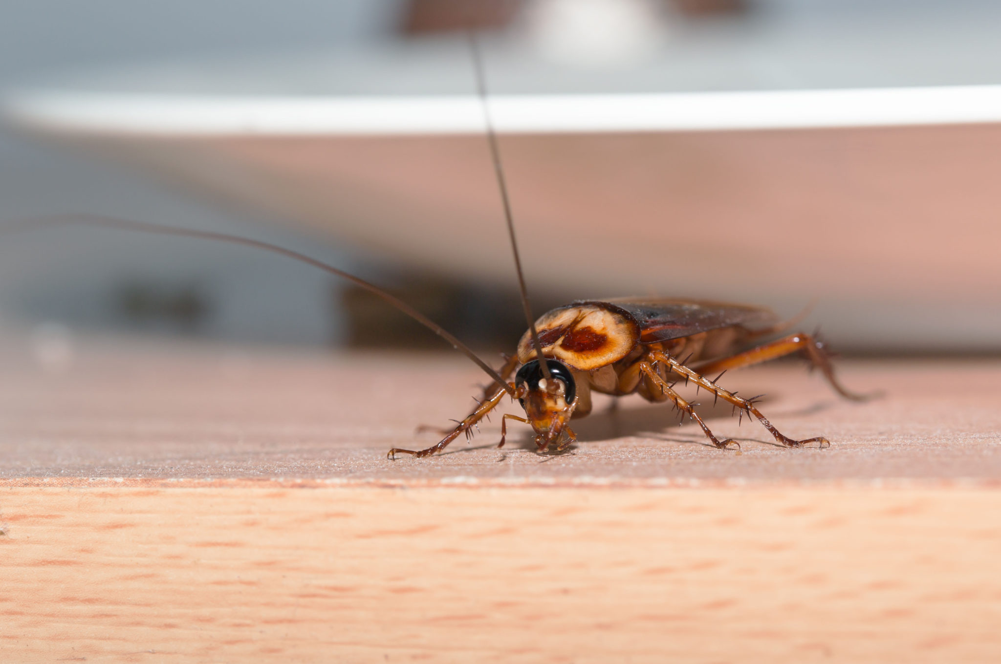 Brisbane Cockroach Pest Control, Cockroach Treatment - Flick
