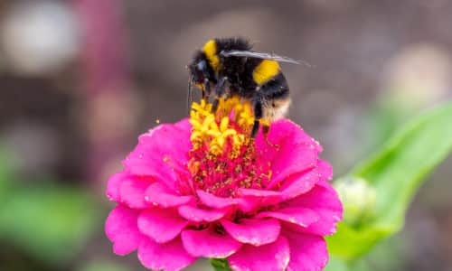 Bumblebee Pest Control