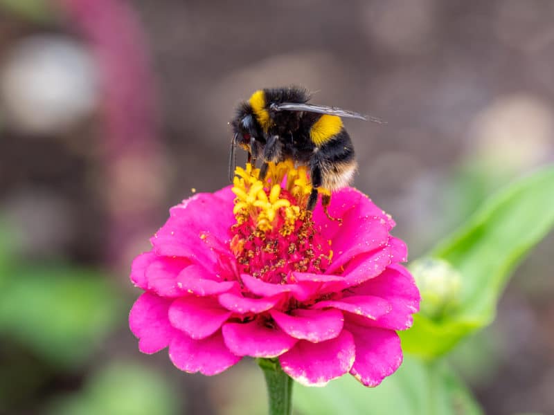 Bumblebee Pest Control