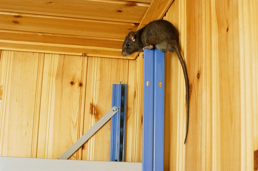 Bundaberg Rodent in Home