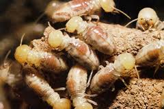 Termite infestation, Caboolture